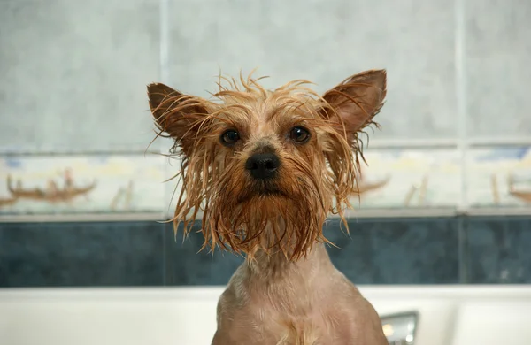 Portrait of cute Yorkshire terrier with a wet head and paws — Stock Photo, Image
