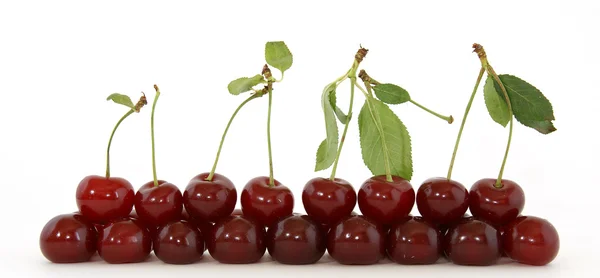 stock image Fresh bright red cherry closeup, isolated on a white background