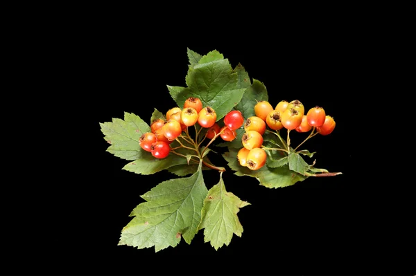 Large image of ripe berries of hawthorn, isolated on black background — Stock Photo, Image