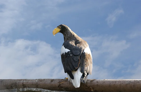 The Steller's Sea Eagle, is a large bird of prey in the family Accipit — Stock Photo, Image