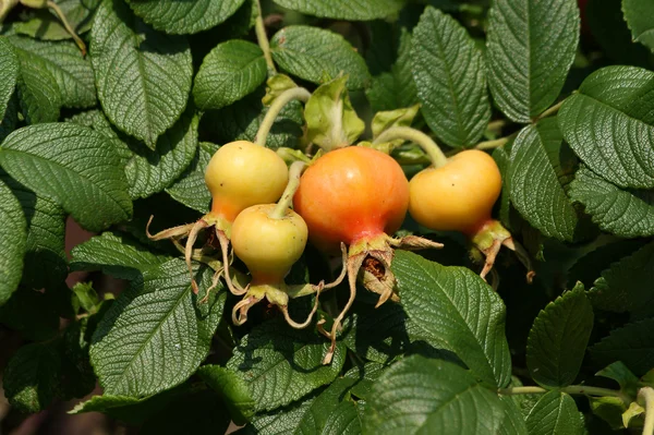 Berries Natural Ripe Rose Hips — Stock Photo, Image
