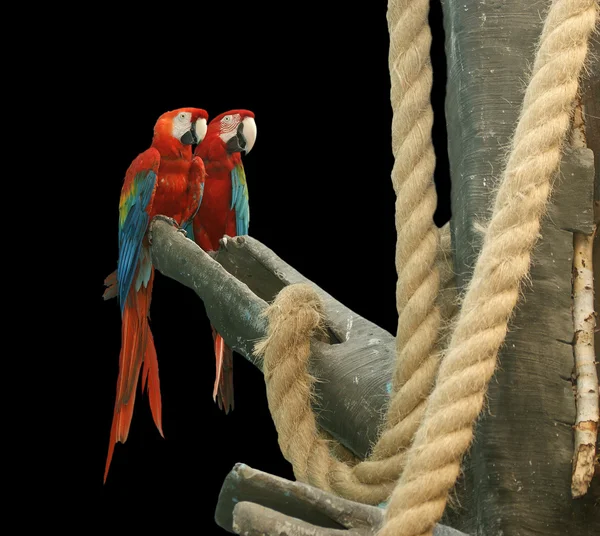 stock image Parrot - red blue macaw. isolated on a black background