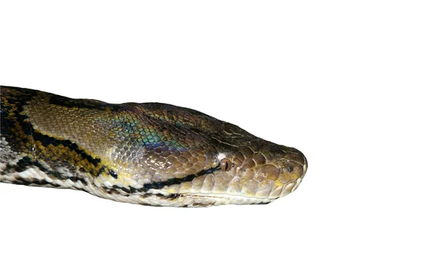 头蟒蛇 孤立的大型形象 — 图库照片