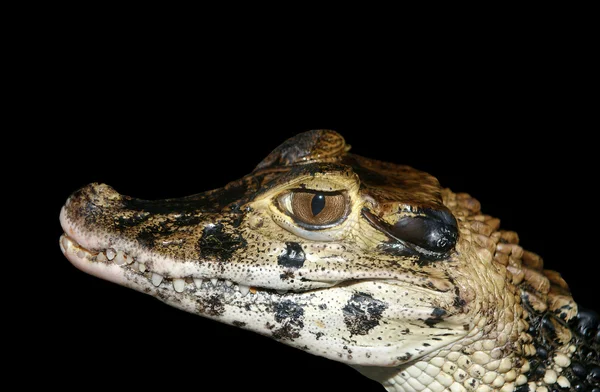 Image à grande échelle de la tête d'un crocodile, isolé sur fond noir — Photo