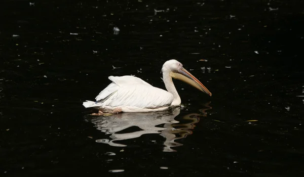 Large Image Big White Pelican Swimming Dark Water — Stock Photo, Image