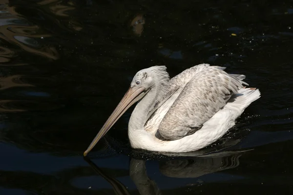 Das große Bild des großen weißen Pelikans, der im dunklen Wasser schwimmt — Stockfoto