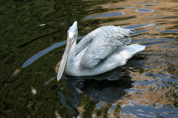 Большой Белый Пеликан — стоковое фото