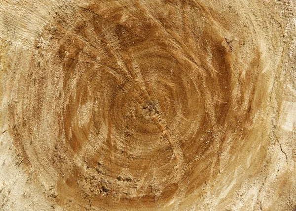 Crossectionof duża taca z drewna, może być używany jako tło — Zdjęcie stockowe