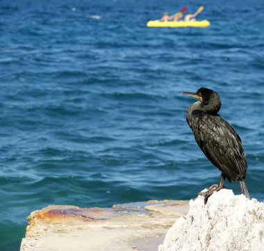 büyük siyah cormora bilinen büyük karabatak (phalacrocorax carbo)