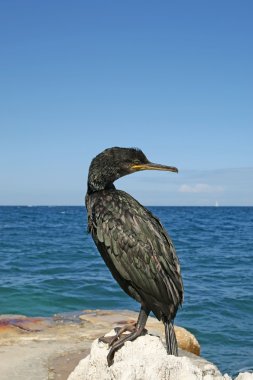 kuzey yarımkürede, Avustralya siyah karabatak ve siyah sha büyük siyah karabatak bilinen büyük karabatak (phalacrocorax carbo)