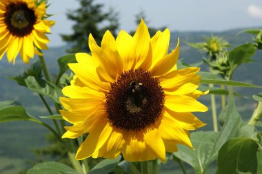 Sunflowers on a background of the sky and mountain valleys clipart