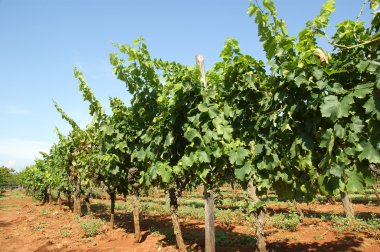 Farmer's field with long rows of vines clipart