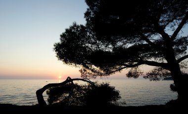 The contours of the trees on the background of a sunset at sea clipart