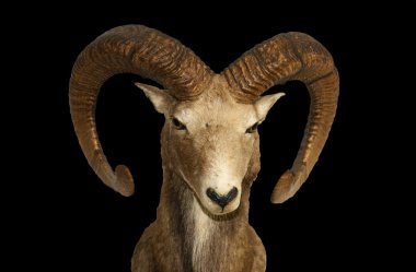 Portrait of mountain sheep, isolated on black