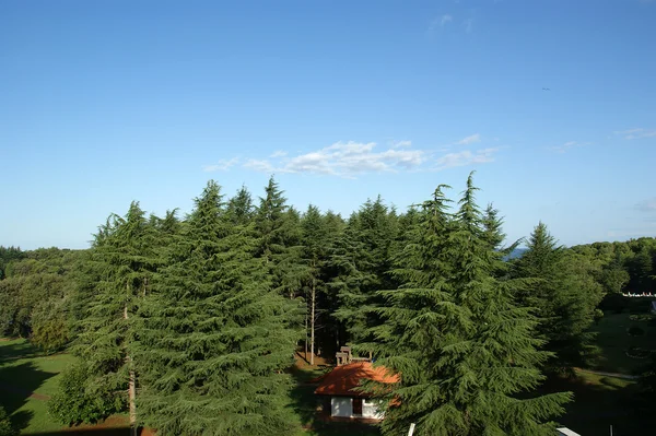Pines Blue Sky — Stock Photo, Image