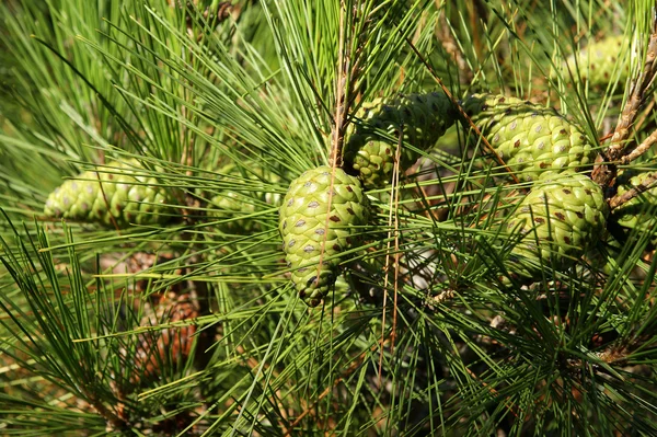Natural cones on spruce — Stock Photo, Image
