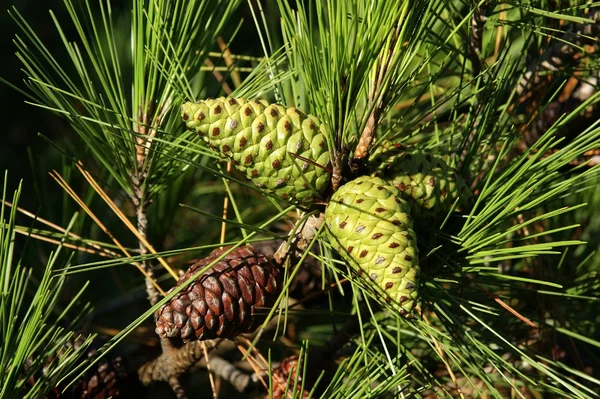 Natural Cones Spruce — Stock Photo, Image