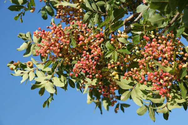 青空の背景に赤い果実を持つツリー — ストック写真