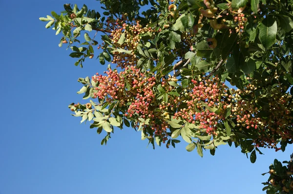 青空の背景に赤い果実を持つツリー — ストック写真