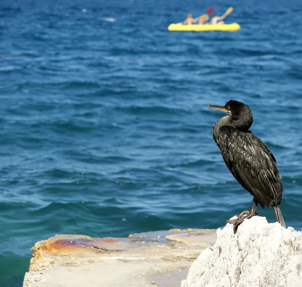 El Gran Cormorán (Phalacrocorax carbo), conocido como el Gran Cormora Negro — Foto de Stock