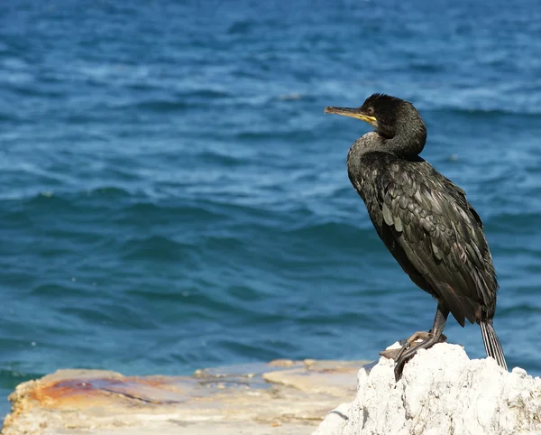 Great Cormorant Phalacrocorax Carbo Known Great Black Cormorant Northern Hemisphere — Stock Photo, Image