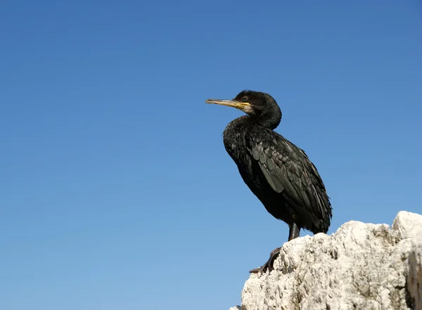 Kormoran w (phalacrocorax carbo), znany jako wielki czarny cormora — Zdjęcie stockowe