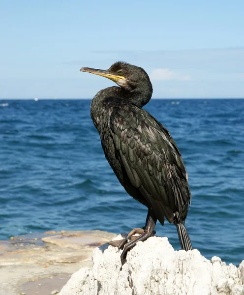 Great Cormorant Phalacrocorax Carbo Known Great Black Cormorant Northern Hemisphere — Stock Photo, Image