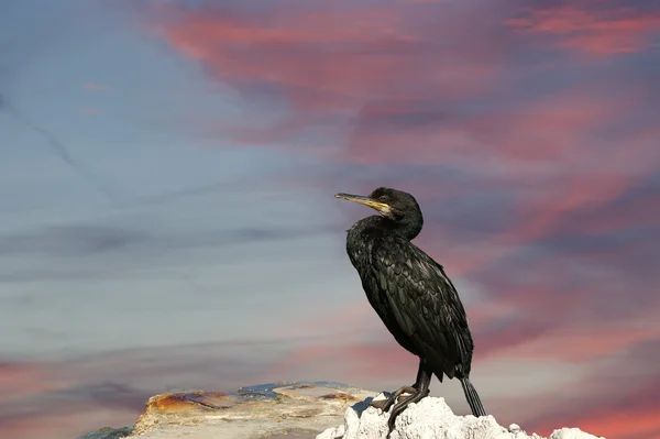 El Gran Cormorán (Phalacrocorax carbo), conocido como el Gran Cormora Negro —  Fotos de Stock