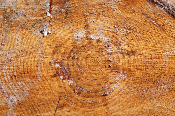 Crossection duża taca z drewna, może być używany jako tło — Zdjęcie stockowe