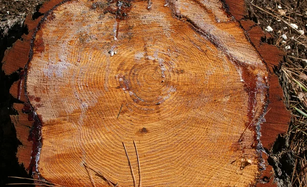 Crossection Duża Taca Drewna Może Być Używany Jako Tło — Zdjęcie stockowe