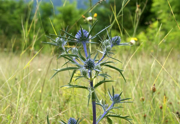 stock image Blue thorn on a green summer field. Eryngium planum L