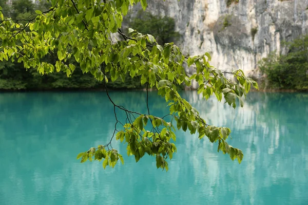 Гілка Дерева Листям Тлі Блакитної Води Гірського Озера — стокове фото