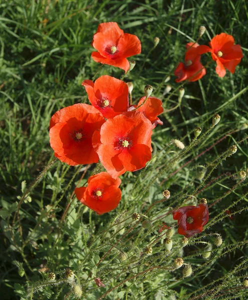 Red poppies on a background of green grass — Stock Photo, Image