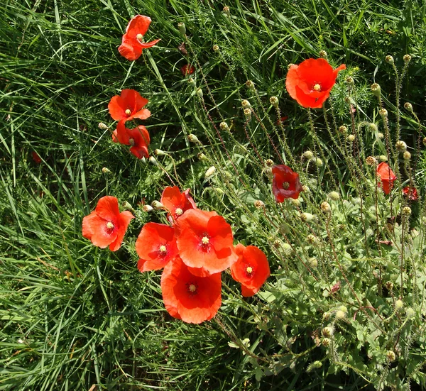 Red Poppies Background Green Grass — Stock Photo, Image