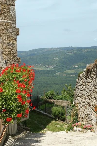 Fleurs Géranium Vue Sur Vallée Avec Vue Aérienne Croatie — Photo