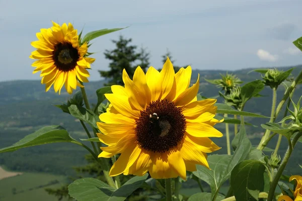 Stock image Sunflowers on a background of the sky and mountain valleys