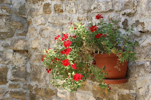 Geranium Flowers Ceramic Pot Stone Wall — Stock Photo, Image