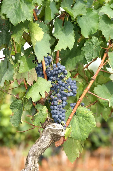 Ripe fresh vineyard grapes on the vine — Stock Photo, Image