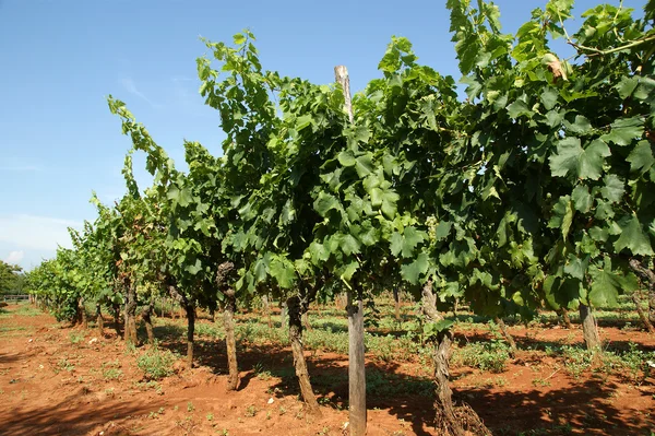 stock image Farmer's field with long rows of vines