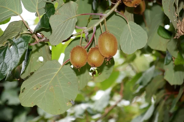 Natural ripe kiwi fruit on the tree — Stock Photo, Image