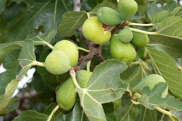 Natural Ripe Fruit Fig Tree — Stock Photo, Image