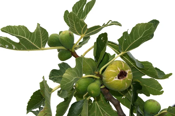 Natural ripe fruit on the fig tree — Stock Photo, Image