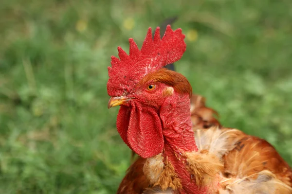 stock image Portrait of a colorful cock. Summer, outdoors.