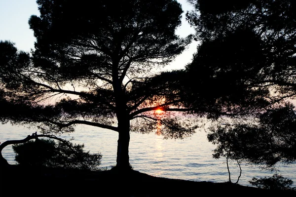 Los contornos de los árboles en el fondo de una puesta de sol en el mar —  Fotos de Stock