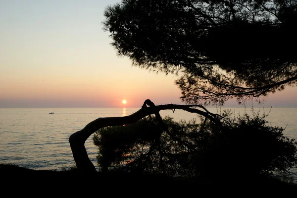 在海上日落的背景上树木的轮廓 — 图库照片
