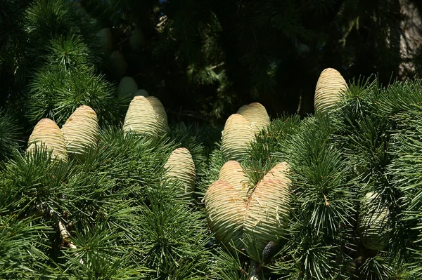 Cones naturais em abeto — Fotografia de Stock