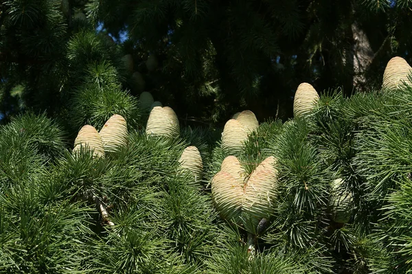 Natural cones on spruce — Stock Photo, Image
