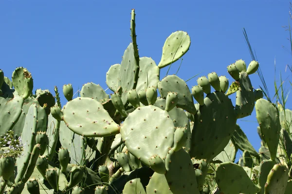 Cactus Opuntia Sobre Natureza — Fotografia de Stock