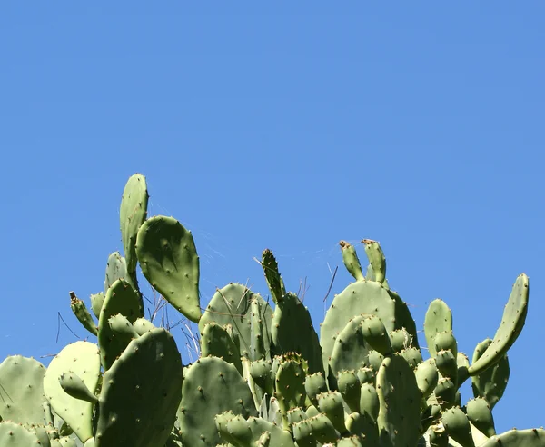 Kaktus opuntia über die Natur — Stockfoto