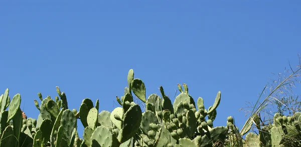 Kaktus Opuncja Charakterze — Zdjęcie stockowe